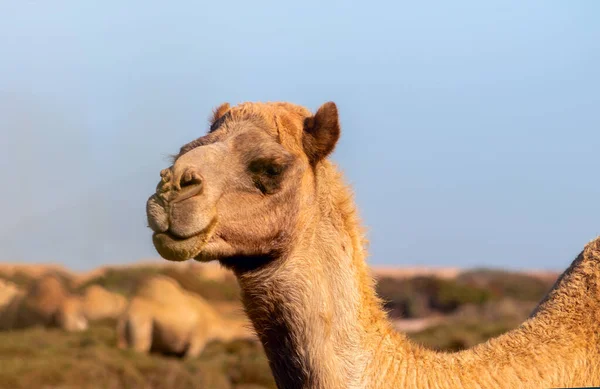 Camel Africain Dans Désert Namibien Drôle Gros Plan Namibie Afrique — Photo