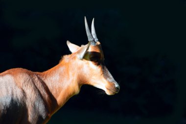Vahşi Afrika hayvanları. Bontebok, Etosha Ulusal Parkı 'ndaki en nadir antiloplardan biridir. Namibya