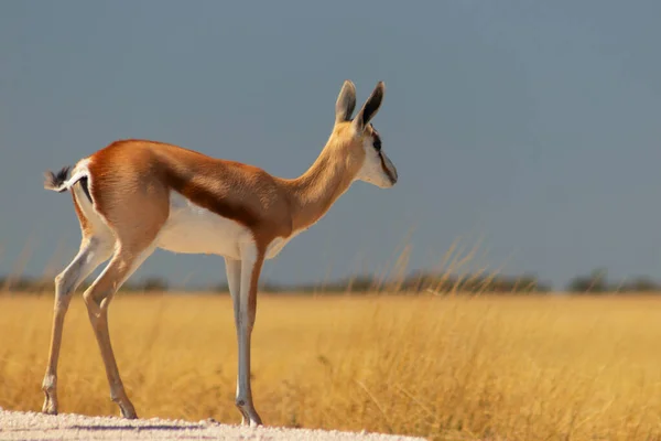 Άγρια Αφρικανικά Ζώα Springbok Μεσαίου Μεγέθους Αντιλόπη Ψηλό Κίτρινο Γρασίδι — Φωτογραφία Αρχείου