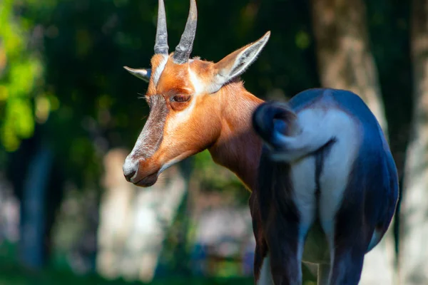 Άγρια Αφρικανικά Ζώα Bontebok Είναι Μια Από Τις Σπανιότερες Αντιλόπες — Φωτογραφία Αρχείου