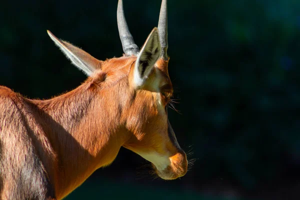 Dzikie Afrykańskie Zwierzęta Bontebok Jest Jedną Najrzadszych Antylop Świecie Pięknych — Zdjęcie stockowe