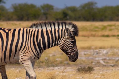 Vahşi Afrika hayvanları. Afrika Dağ Zebra 'sı otlakta duruyor. Etosha Ulusal Parkı. Namibya