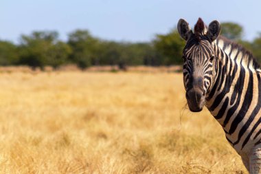 Vahşi Afrika hayvanları. Afrika Dağ Zebra 'sı otlakta duruyor. Etosha Ulusal Parkı. Namibya