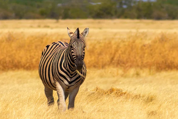 野生のアフリカ動物 アフリカ山ゼブラ草原に立っている 江東社国立公園 ナミビア — ストック写真