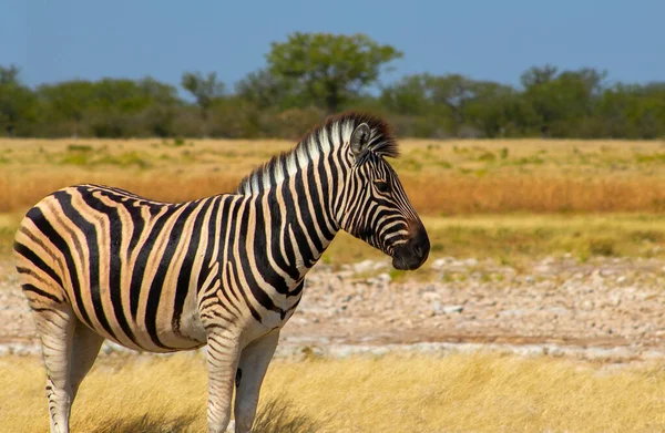 Wild african animals.  African Mountain Zebra standing  in grassland. Etosha National Park. Namibia