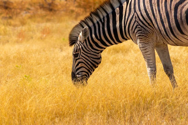 Vahşi Afrika Hayvanları Afrika Dağ Zebra Otlakta Duruyor Etosha Ulusal — Stok fotoğraf