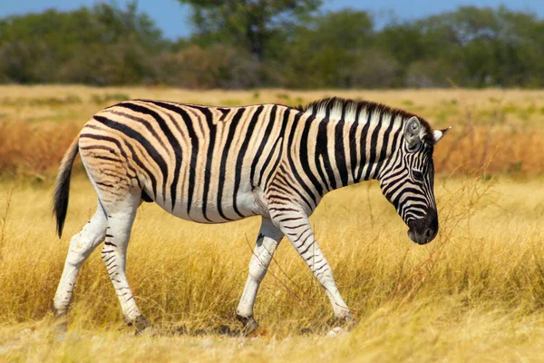Дикие Африканские Животные Африканская Гора Зебра Стоит Лугу Национальный Парк — стоковое фото