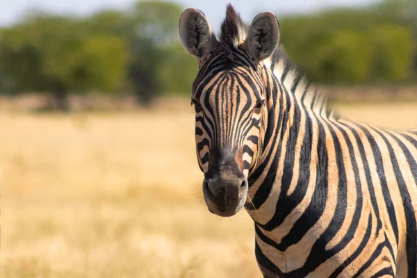 Dzikie Afrykańskie Zwierzęta Afrykańska Góra Zebra Stojąca Łąkach Park Narodowy — Zdjęcie stockowe