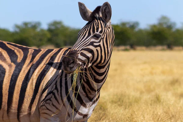 Dzikie Afrykańskie Zwierzęta Afrykańska Góra Zebra Stojąca Łąkach Park Narodowy — Zdjęcie stockowe