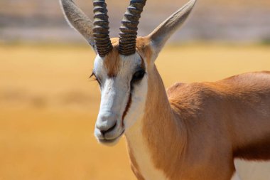 Vahşi Afrika hayvanları. Orta büyüklükteki antilop (springbok), mavi gökyüzüne karşı uzun sarı çimlerde bulunur. Etosha Ulusal Parkı. Namibya
