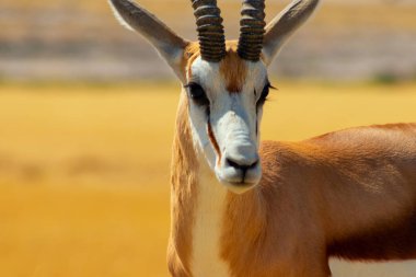 Vahşi Afrika hayvanları. Orta büyüklükteki antilop (springbok), mavi gökyüzüne karşı uzun sarı çimlerde bulunur. Etosha Ulusal Parkı. Namibya