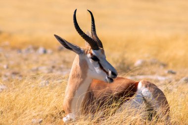 Vahşi Afrika hayvanları. Orta büyüklükteki antilop (springbok), mavi gökyüzüne karşı uzun sarı çimlerde bulunur. Etosha Ulusal Parkı. Namibya
