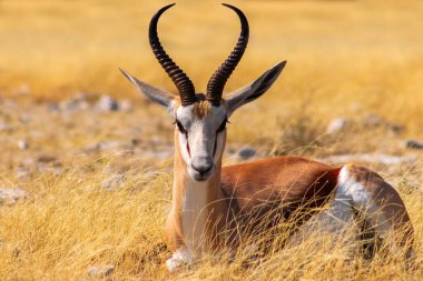 Vahşi Afrika hayvanları. Orta büyüklükteki antilop (springbok), mavi gökyüzüne karşı uzun sarı çimlerde bulunur. Etosha Ulusal Parkı. Namibya