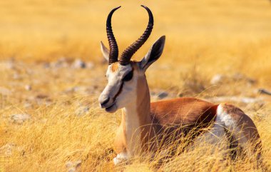 Vahşi Afrika hayvanları. Orta büyüklükteki antilop (springbok), mavi gökyüzüne karşı uzun sarı çimlerde bulunur. Etosha Ulusal Parkı. Namibya