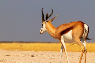 Vahşi Afrika hayvanları. Orta büyüklükteki antilop (springbok), mavi gökyüzüne karşı uzun sarı çimlerde bulunur. Etosha Ulusal Parkı. Namibya