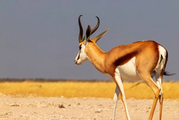 Afrikanische Wildtiere Der Springbock Mittelgroße Antilope Hohen Gelben Gras Vor — Stockfoto
