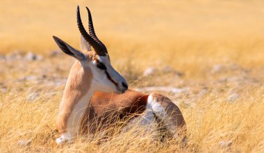 Vahşi Afrika hayvanları. Orta büyüklükteki antilop (springbok) uzun sarı çimlerde bulunur. Etosha Ulusal Parkı. Namibya 