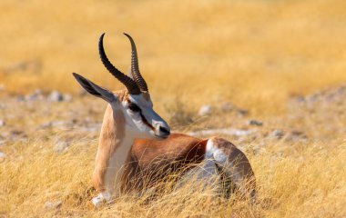 Vahşi Afrika hayvanları. Orta büyüklükteki antilop (springbok) uzun sarı çimlerde bulunur. Etosha Ulusal Parkı. Namibya 