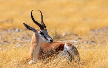 Wild african animals. The springbok (medium-sized antelope) in tall yellow grass. Etosha National park. Namibia  clipart