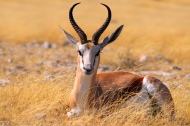Vahşi Afrika hayvanları. Orta büyüklükteki antilop (springbok) uzun sarı çimlerde bulunur. Etosha Ulusal Parkı. Namibya 