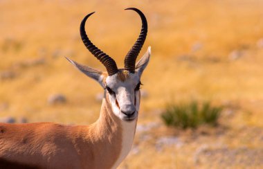 Vahşi Afrika hayvanları. Orta büyüklükteki antilop (springbok) uzun sarı çimlerde bulunur. Etosha Ulusal Parkı. Namibya 