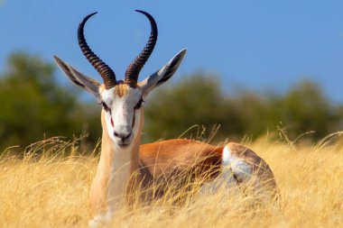 Vahşi Afrika hayvanları. Orta büyüklükteki antilop (springbok) uzun sarı çimlerde bulunur. Etosha Ulusal Parkı. Namibya 