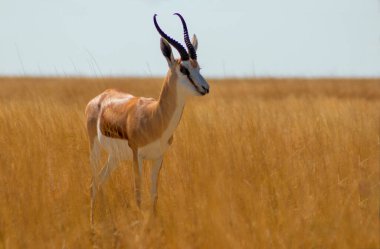 Vahşi Afrika hayvanları. Orta büyüklükteki antilop (springbok) uzun sarı çimlerde bulunur. Etosha Ulusal Parkı. Namibya 