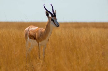 Wild african animals. The springbok (medium-sized antelope) in tall yellow grass. Etosha National park. Namibia  clipart