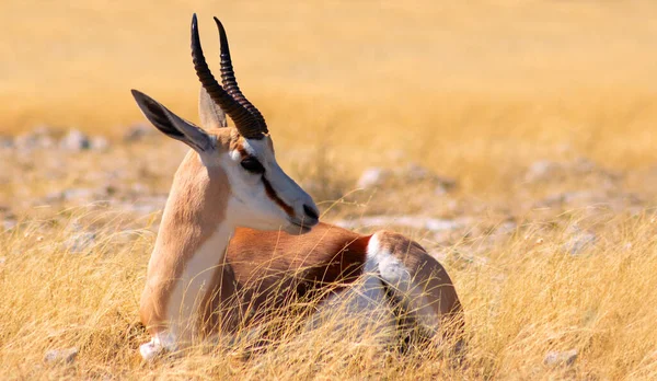 Дикие Африканские Животные Спрингбок Среднеразмерная Антилопа Высокой Желтой Траве Национальный — стоковое фото