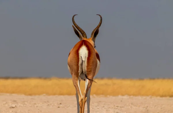 Hewan Afrika Liar Antelop Berukuran Sedang Springbok Pada Rumput Kuning — Stok Foto