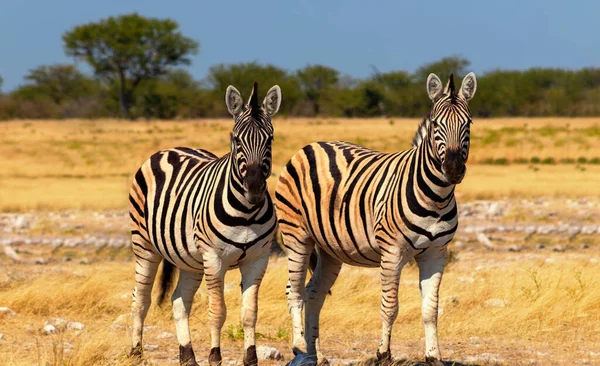 Animales Salvajes Africanos Dos Cebras Africanas Montaña Paradas Pastizales Parque —  Fotos de Stock