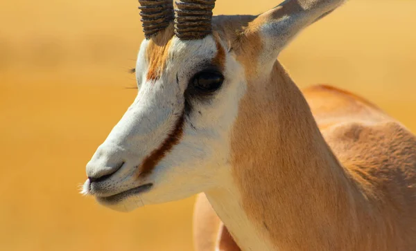 Dzikie Afrykańskie Zwierzęta Springbok Średniej Wielkości Antylopa Wysokiej Żółtej Trawie — Zdjęcie stockowe