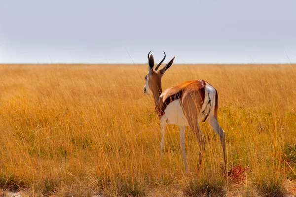 Άγρια Αφρικανικά Ζώα Springbok Μεσαίου Μεγέθους Αντιλόπη Ψηλό Κίτρινο Γρασίδι — Φωτογραφία Αρχείου