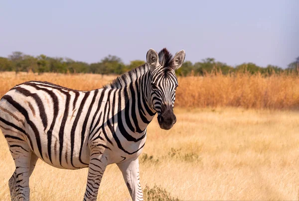 Animais Africanos Selvagens African Mountain Zebra Pastagens Parque Nacional Etosha — Fotografia de Stock