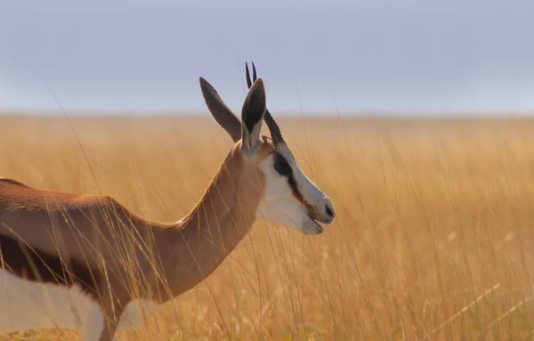 Animais Africanos Selvagens Springbok Antílope Tamanho Médio Grama Amarela Alta — Fotografia de Stock