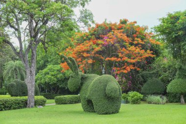 Parkın arka planında çiçek açan egzotik ağaçların güzel bahçe sanat dekorasyonu. Topçu Tavşanı. 