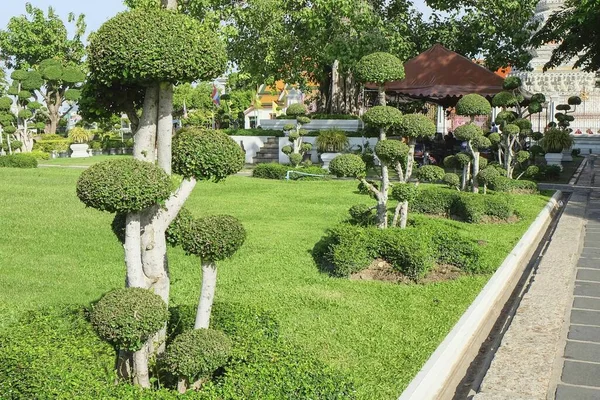 Decorative round shaped topiary trees on green lawn in public park of Wat Arun temple Bangkok, Thailand. Trimming ornamental shrub is very popular landscaping and gardening in Asia.Topiary clipping.