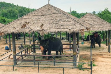 Ulusal fil koruma merkezinde yıpranmış sazanlı çatısı olan filler ahırda bekliyor. Tayland kırsalında Bangkok 'un yanında fil eğitim kampı. 