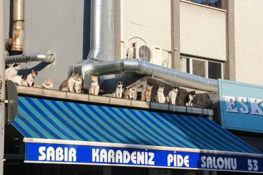 Kediler için çatı partisi. Şirin sokak kedileri. Cami 'nin yanındaki boruların arasında sokak salonunun tepesinde çeşitli renkte büyük bir grup dinleniyor. Sevimli Kediler İstanbul 'un sembolüdür. İstanbul, Türkiye, Mayıs 2015
