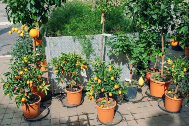 Portakal, limon, kumkat, sokak çiçekçisindeki geçici plastik kaplarda mandalina ağaçları. Bahçe dükkanında satılmak üzere saksıda meyveli minyatür narenciye ağaçları. Citrus saksı bitkileri..