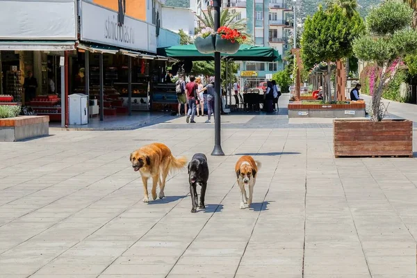 Three Different Colored Crossbreed Stray Dogs Friendly Walking Together Street — Stock Photo, Image