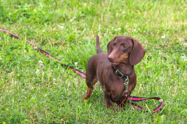 Cute purebred young dachshund of chocolate color with emphatic expressive eyes on red-black leash is walking on green grass lawn in public urban park. Obedient brown  dachshund dog on green grass. clipart