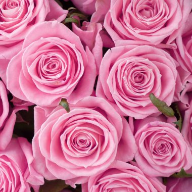 Arka plan ya da hediye paketi için soluk pembe güllerden bir yatak. Soyut desenli pembe güller çiçek arkaplanı. Düğün, yıl dönümü dekorasyonu, çiçek arkaplanı. Kare fotoğraf.