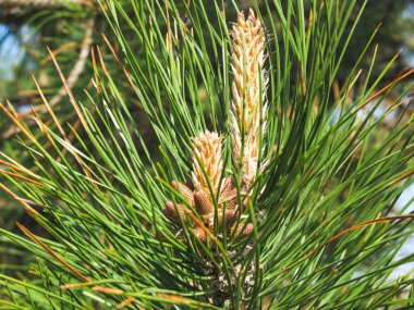 Sonsuz yeşil ağaç çamı (Pinus Sylvestris), kozalaklı kozalaklı mumlar ve kozalaklı ağaçlarda yetişen polen çiçekleriyle yeni bahar filizlenir. Blooming Pine şubesi yakın plan.