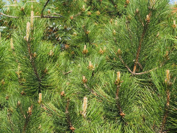The new spring shoots of evergreen tree Pine (Pinus Sylvestris) with young yellow conifer cones candles and pollen flowers growing in evergreen coniferous forest. Blooming Pine branches for backdrop.