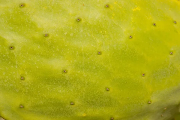 Cactus Primer Plano Piel — Foto de Stock