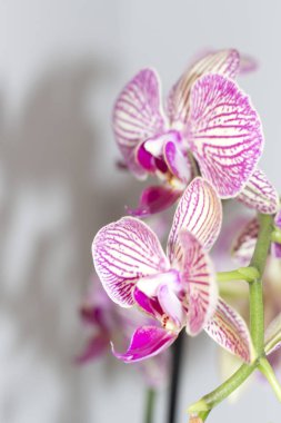 Pembe, beyaz ve mor tonları nötr bir arka plan üzerinde güzel orkide