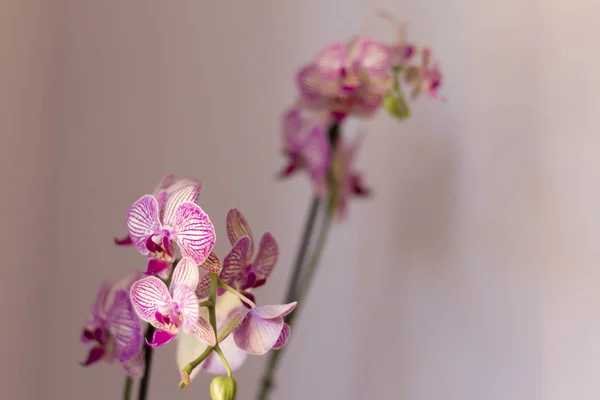 Hermosa Orquídea Tonos Rosa Blanco Violeta Sobre Fondo Neutro — Foto de Stock