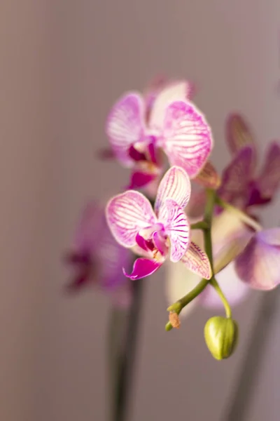 Hermosa Orquídea Tonos Rosa Blanco Violeta Sobre Fondo Neutro — Foto de Stock