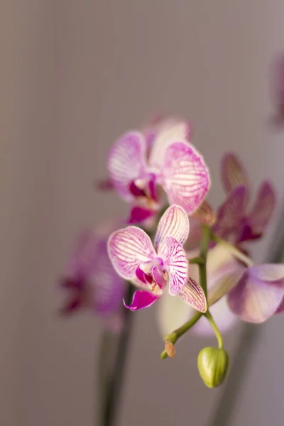 Pembe, beyaz ve mor tonları nötr bir arka plan üzerinde güzel orkide